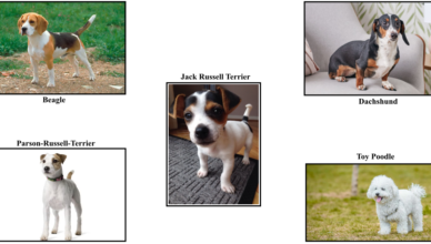 Longest-living dog breeds